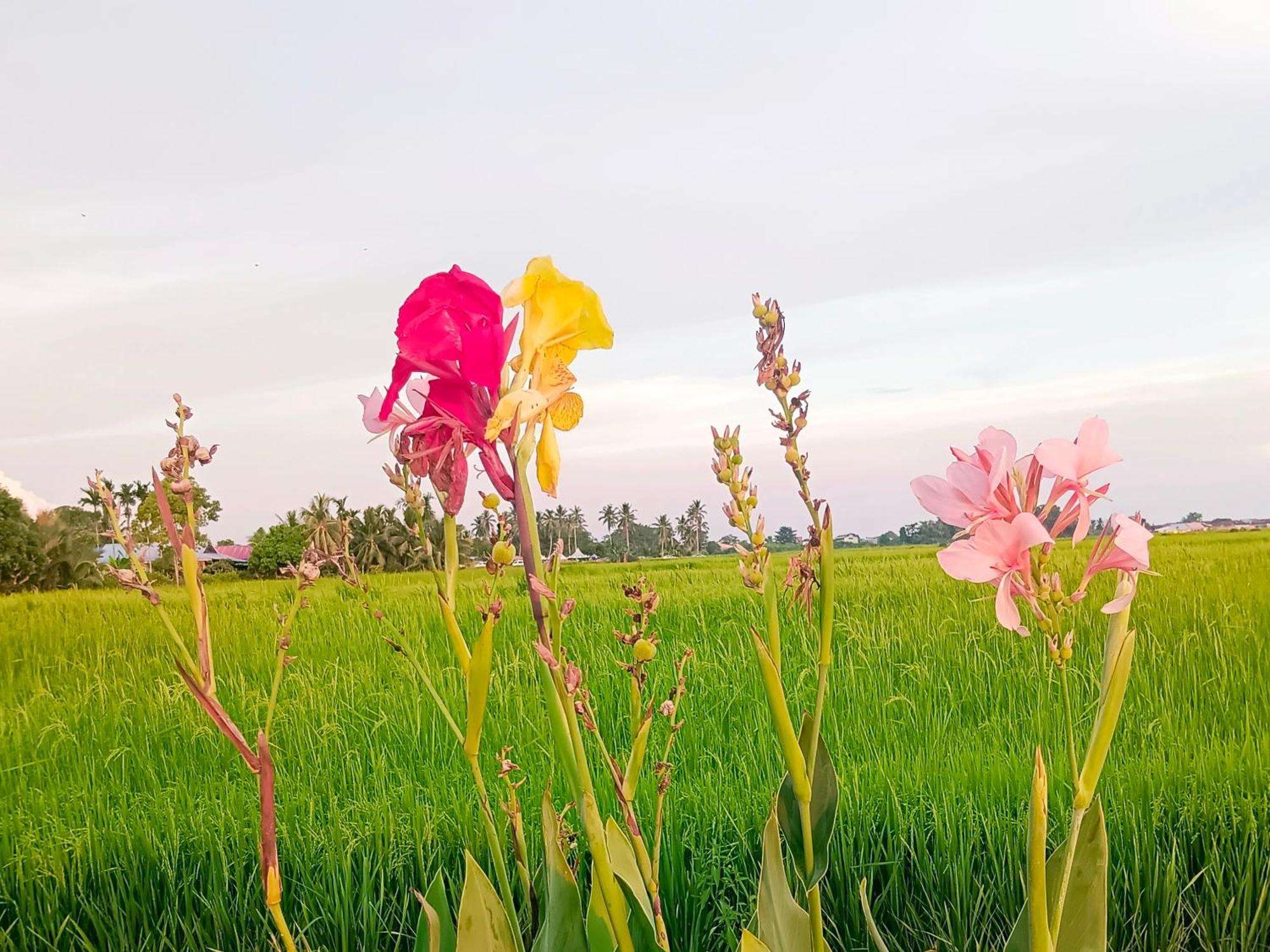 Kurau Inn Farmstay Kuala Kurau Экстерьер фото